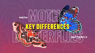 Moths vs Butterflies Key Differences in 30 Seconds [upl. by Ylelhsa]