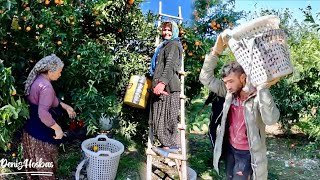 Mandalina Bahçe Hasat Vakti  Tangerine Harvesting [upl. by Alfy740]