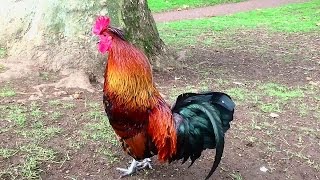 Rooster Crowing In the Morning  Rooster Crowing Sounds Effect [upl. by Loralie522]