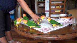 The Funniest Pet in the World Caique Workshop [upl. by Demeter]