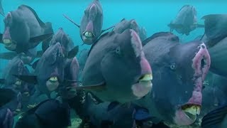 What Does a Humphead Parrotfish Eat  Blue Planet  BBC Earth [upl. by Retlaw886]