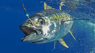 Big catch of yellowfin tuna trolling fishing tuna yellowfintuna tunafishing sportfishing [upl. by Snow]