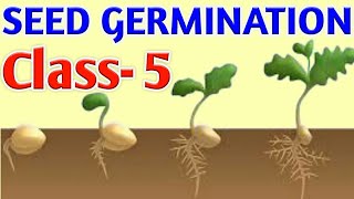 SEED GERMINATION  Class5  Science OLYMPIAD [upl. by Politi]