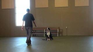 Thumper Bernese Mountain Dog Boot Camp Dog Training video [upl. by Slein]