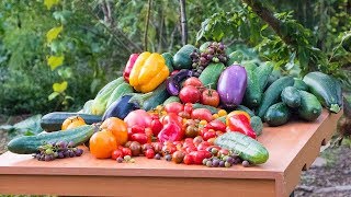 Permaculture Gardening Harvest Backyard Sustainable Food Forest [upl. by Erdnael]