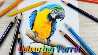 Realistic drawing Parrot using Prismacolor pencil [upl. by Atiuqin859]