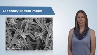 Introduction to the Scanning Electron Microscope SEM [upl. by Hgieleak913]