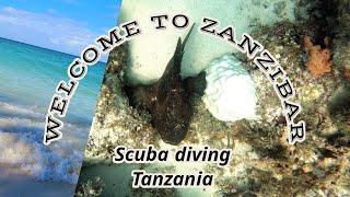 TANZANIA  Welcome to ZanZibar Lets go diving [upl. by Sdlonyer482]