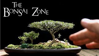 The Bonsai Zone Early Work on My Show Trees Part 1 July 2017 [upl. by Dnanidref]