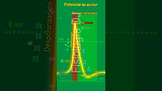 Potencial de acción  Potencial de acción neuronal  Potencial de acción fisiología [upl. by Seavey]