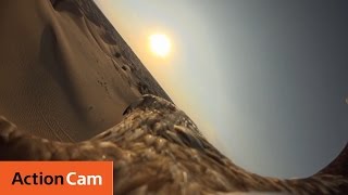 Victor the Eagle discovers the desert  The Eagle POV  Action Cam  Sony [upl. by Tterrab675]