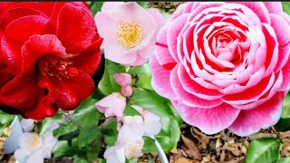 Camellias Repotted amp Woodland Shade Flower Garden Beds Expanded Pt 22 [upl. by Poliard]