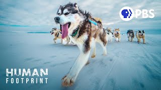 Sled Dogs The Most Extreme Distance Athletes on Earth [upl. by Nikal]