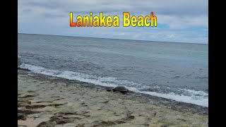 4K Laniakea Beach in North Shore in Oahu Hawaii [upl. by Annovy]