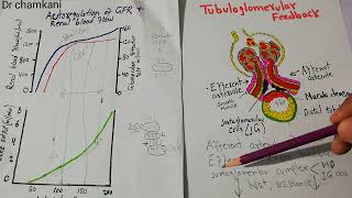 Tubuloglomerular Feedback  Juxtaglomerular complex  Renal system lec 75 [upl. by Nirroc331]