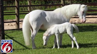 Meet Pixie Disney announces names of new Shetland Pony born at TriCircleD Ranch [upl. by Rairb]