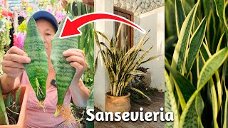 COMO REPRODUCIR LA SANSEVIERIA EN CASA  como reproducir la sansevieria  PLANTA LENGUA DE SUEGRA [upl. by Frohne577]