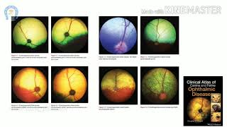 Vet Basics ll Tapetal fundic reflex [upl. by Kcajyllib]