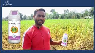 Tela kaise roke  ਤੇਲੇ ਦੀ ਦਵਾਈ  control brown hopper  tela insecticides [upl. by Amlet67]