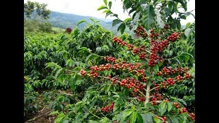 Coffea  Coffea arabica  Coffee Plant [upl. by Aihsein]