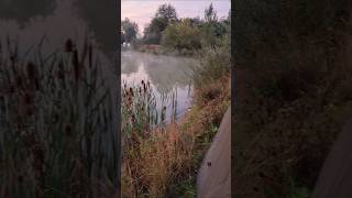 Hard session at poultons lake berners hall fishing fish videos gonefishing justfishing [upl. by Shaffer272]