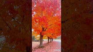 Fall Colours trees  Colourful trees  Fall colours trees in Canada [upl. by Ardnekahs]