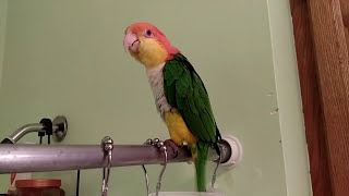 Ollie the Caique Singing in the Shower [upl. by Asiuol]