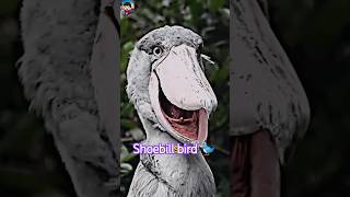 Sadclife of shoebill bird 🐦 facts amazing amazingfacts shortsfeed trending [upl. by Asiul]