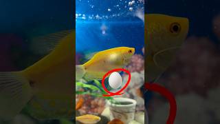 Machli ke pet me ande 🥚fas gye fishpetsmollyfishfishing oceanfishtank petsvlog petfish [upl. by Rebor]