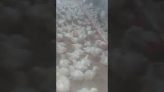 Broiler murga farming 🐓🐔🐔🐔🐔🐔🐔short [upl. by Gaylor]