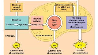 Chapter 9 Cellular Respiration amp Fermentation [upl. by Jit740]