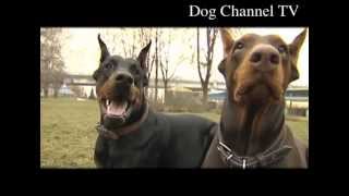 Doberman An introduction to the breed [upl. by Llorrac432]