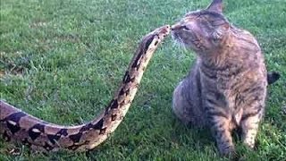 Snake VS cat  epic batlle [upl. by Staal]