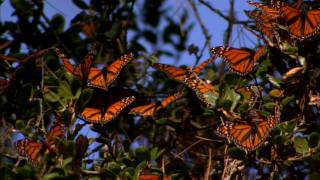 Monarch Butterflies Migration  from BlueMarvelcom [upl. by Alyled]