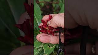 Costus speciosa seeds [upl. by Agan]