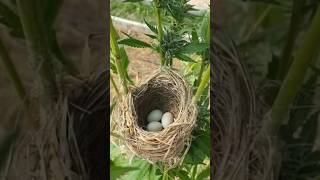 Telur Burung Termahal Di Dunia Yang Ada Di Indonesia [upl. by Asselam319]