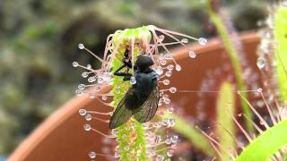 Sundew amp Butterwort Terrarium Setup [upl. by Tamiko]