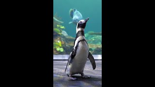 The Penguins Visit Wild Reef [upl. by Rhiana]