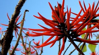 An exotic tree Erythrina Speciosa [upl. by Gris]