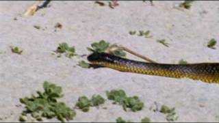 The Tiger Snake [upl. by Ahsenit]