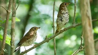 Song Thrush Turdus philomelos pair alarm call  Malpiebeemden Netherlands 1262020 [upl. by Anwadal]