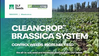 DLF Seeds Cleancrop™ Brassica System [upl. by Devad]