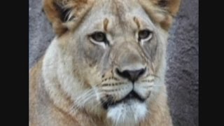 Lion attacks and kills lioness in unprovoked attack at Dallas Zoo Texas [upl. by Aeet]