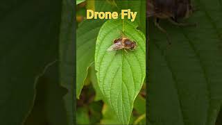 Drone Fly Hoverfly [upl. by Julienne]