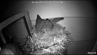 Cowbird attacks finch to lay egg [upl. by Cathrine]