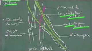 ANATOMIE FMPM TABATIÈRE ANATOMIQUE [upl. by Ellehsyt503]