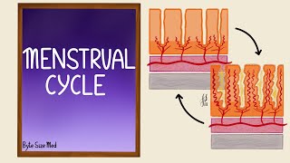 Uterine Cycle  Menstrual Cycle  Part 2  Endometrial Cycle  Reproductive Physiology [upl. by Kiley]