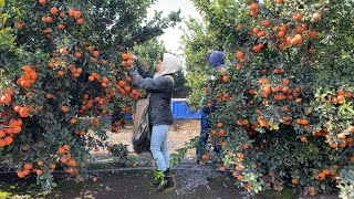 INCREÍBLE COSECHA DE MANDARINA POR CONTRATOESTE AÑO SE DIO MUCHÍSIMA FRUTA AMAZING TANGERINE [upl. by Airalednac53]