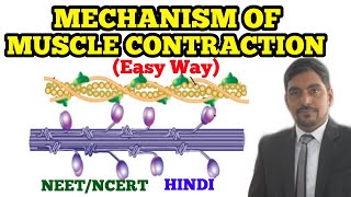 Mechanism of Muscle Contraction  Human Physiology PreMedical NEET  Easy Way [upl. by Rudman7]