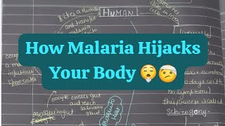 Malaria and its life cycle class 12th biology [upl. by Milak870]